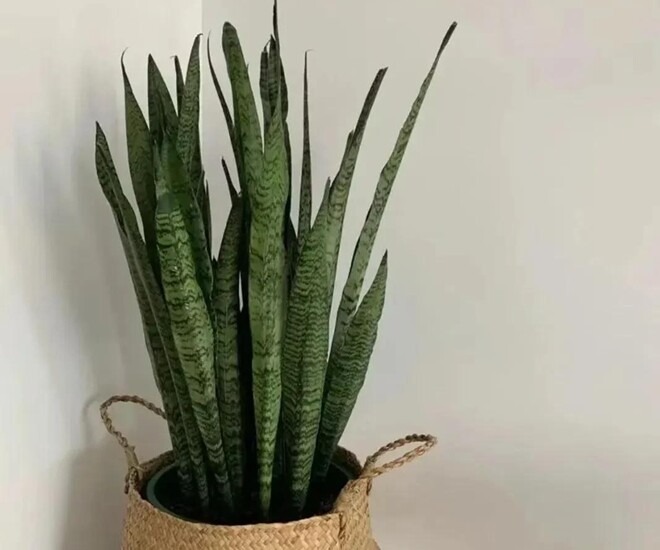 4 c&acirc;y h&uacute;t ẩm, lọc kh&ocirc;ng kh&iacute; cực tốt: Đặt trong nh&agrave; khi trời nồm, g&oacute;c n&agrave;o cũng tho&aacute;ng sạch- Ảnh 1.