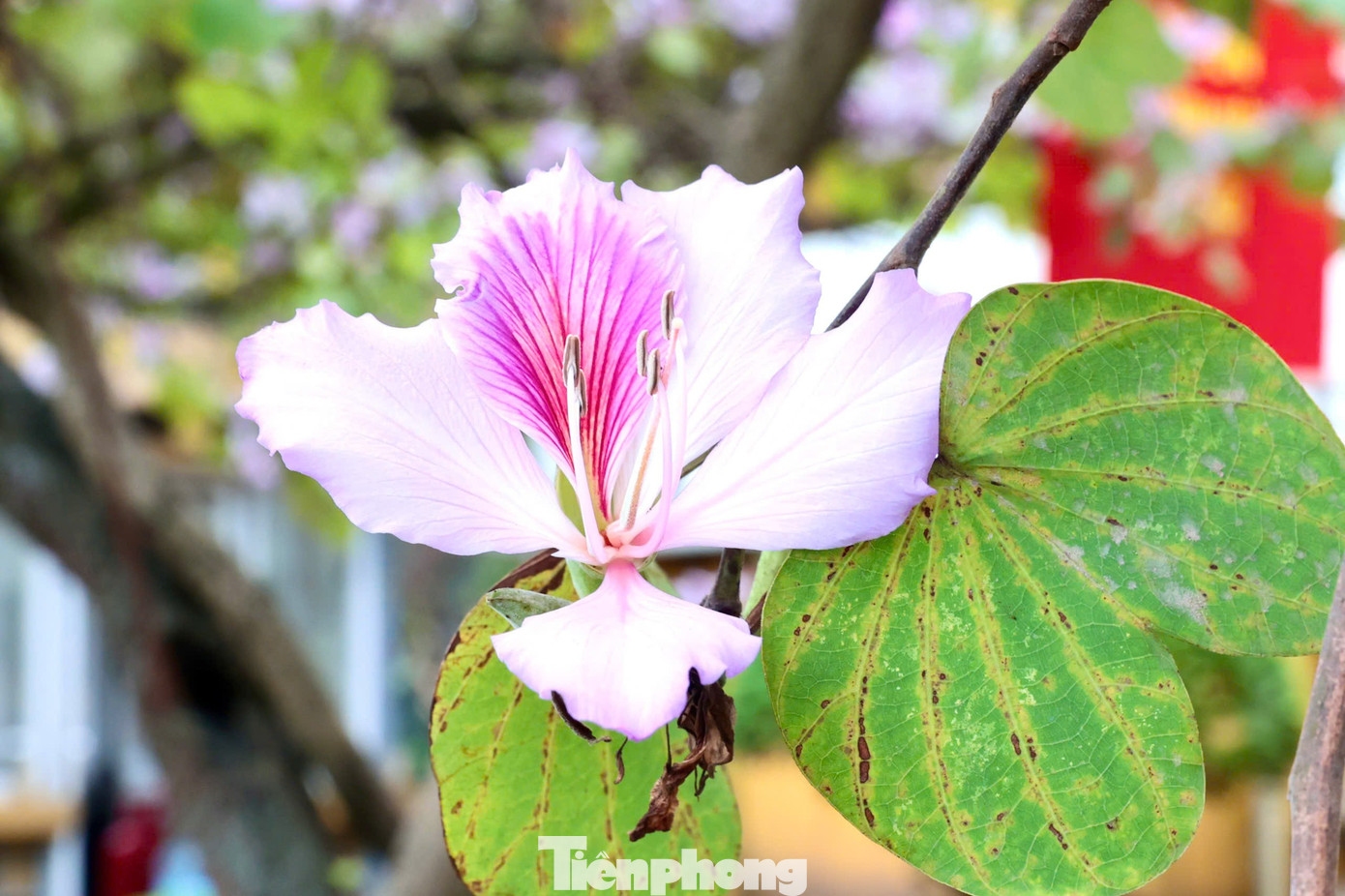 H&agrave; Nội xao xuyến m&ugrave;a hoa ban t&iacute;m, phong linh nhuộm v&agrave;ng g&oacute;c phố- Ảnh 3.