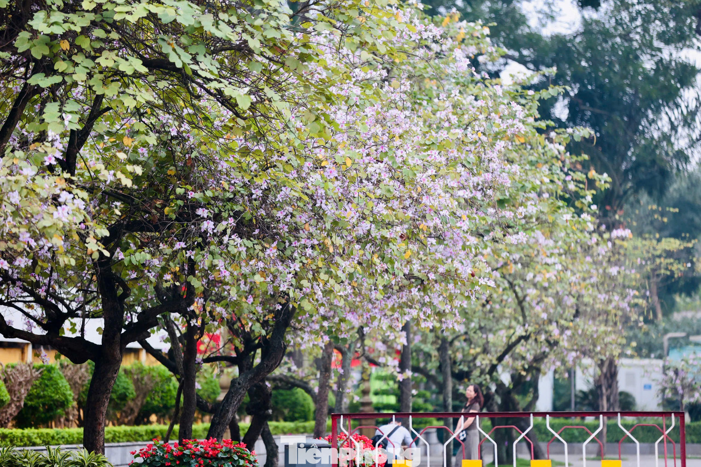 H&agrave; Nội xao xuyến m&ugrave;a hoa ban t&iacute;m, phong linh nhuộm v&agrave;ng g&oacute;c phố- Ảnh 1.