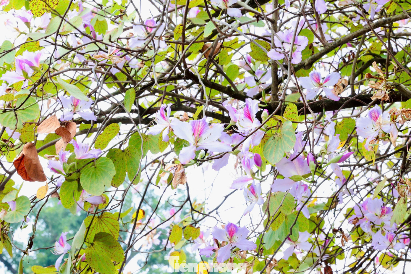 H&agrave; Nội xao xuyến m&ugrave;a hoa ban t&iacute;m, phong linh nhuộm v&agrave;ng g&oacute;c phố- Ảnh 2.