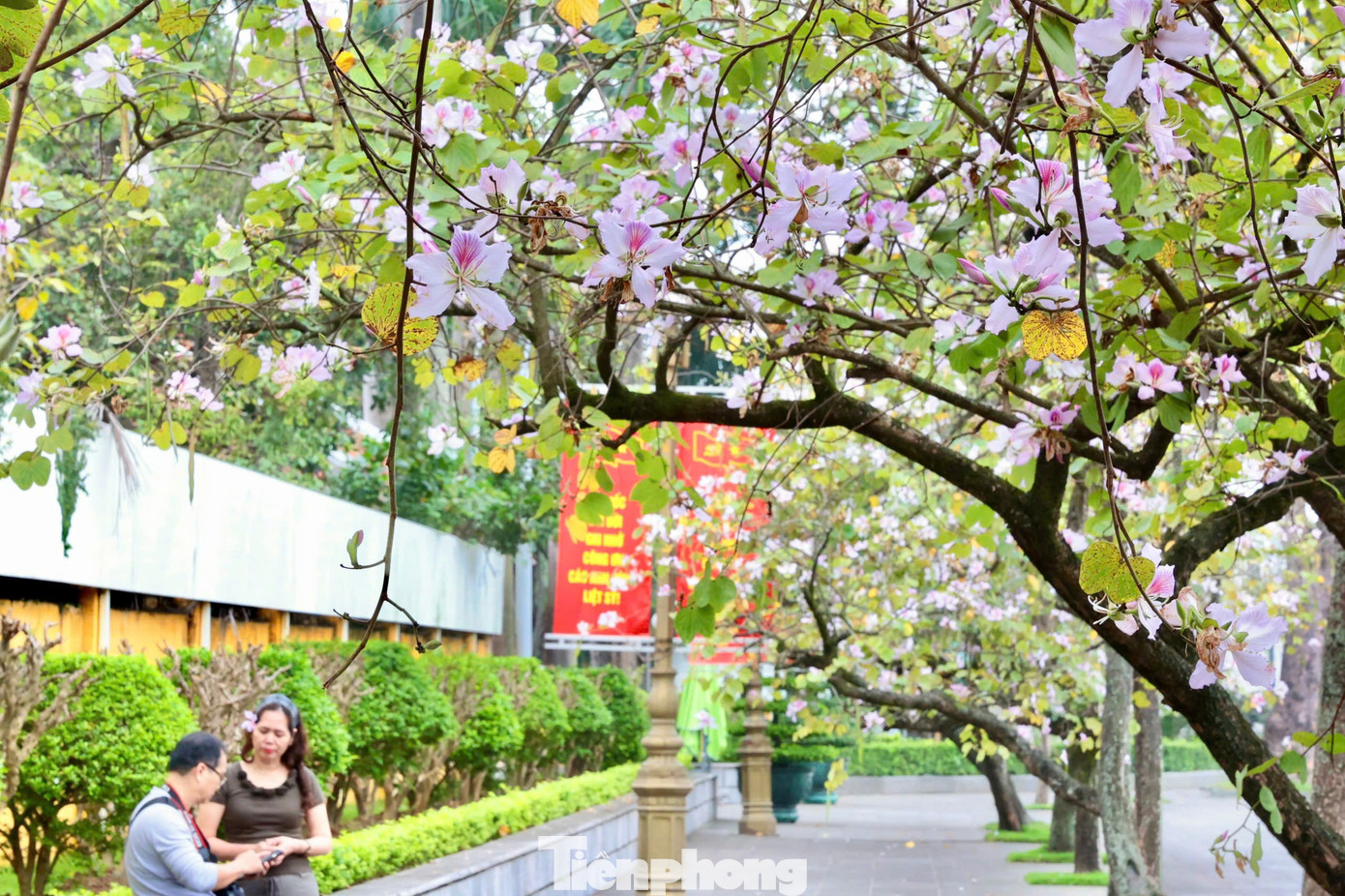 H&agrave; Nội xao xuyến m&ugrave;a hoa ban t&iacute;m, phong linh nhuộm v&agrave;ng g&oacute;c phố- Ảnh 4.