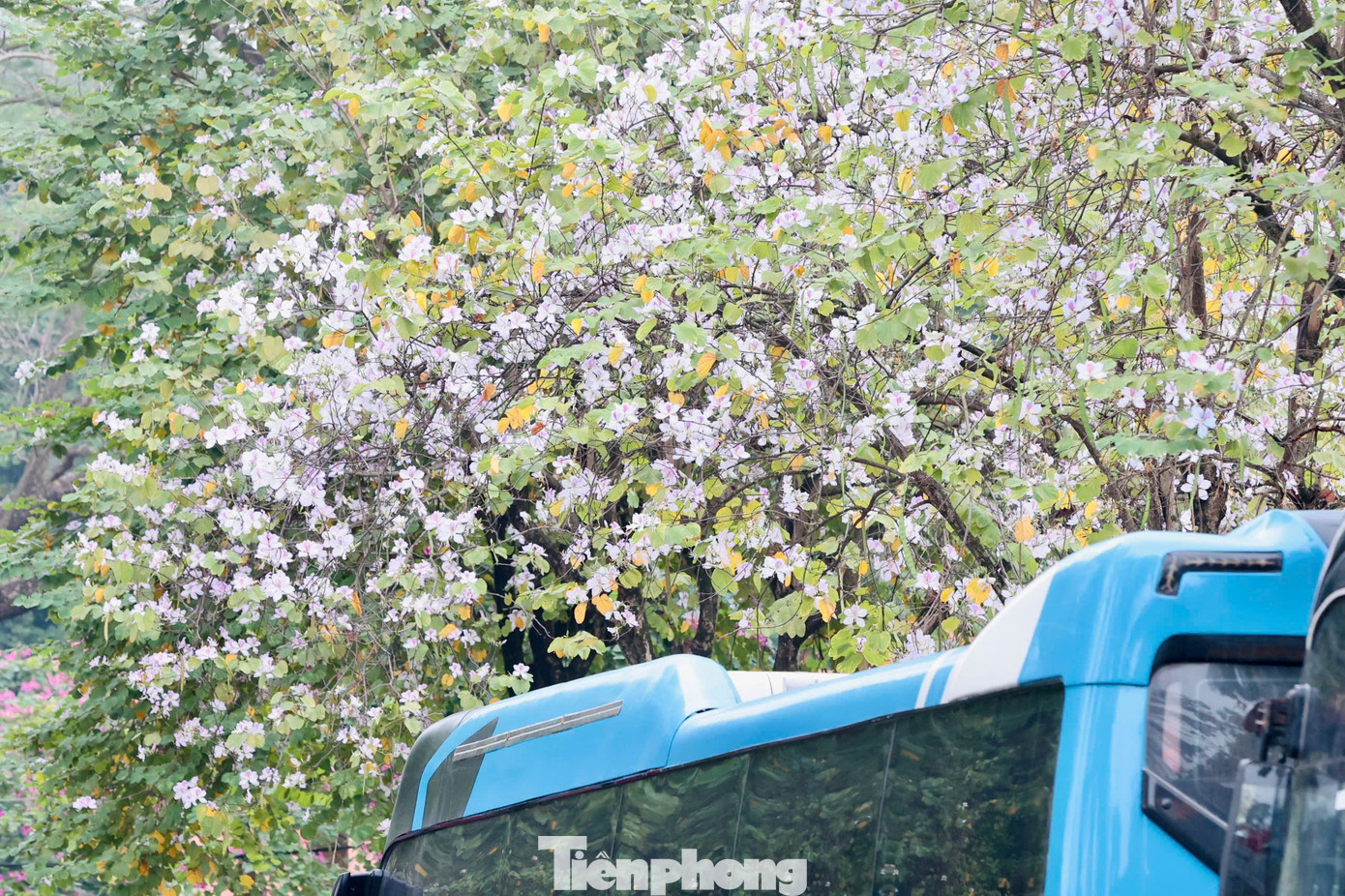 H&agrave; Nội xao xuyến m&ugrave;a hoa ban t&iacute;m, phong linh nhuộm v&agrave;ng g&oacute;c phố- Ảnh 6.