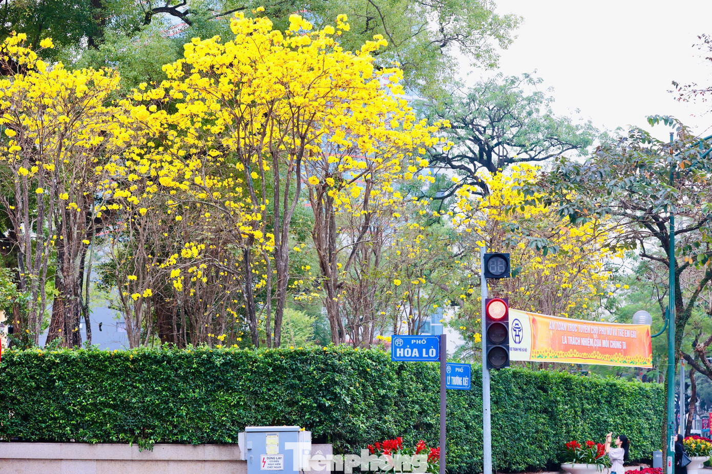 H&agrave; Nội xao xuyến m&ugrave;a hoa ban t&iacute;m, phong linh nhuộm v&agrave;ng g&oacute;c phố- Ảnh 10.