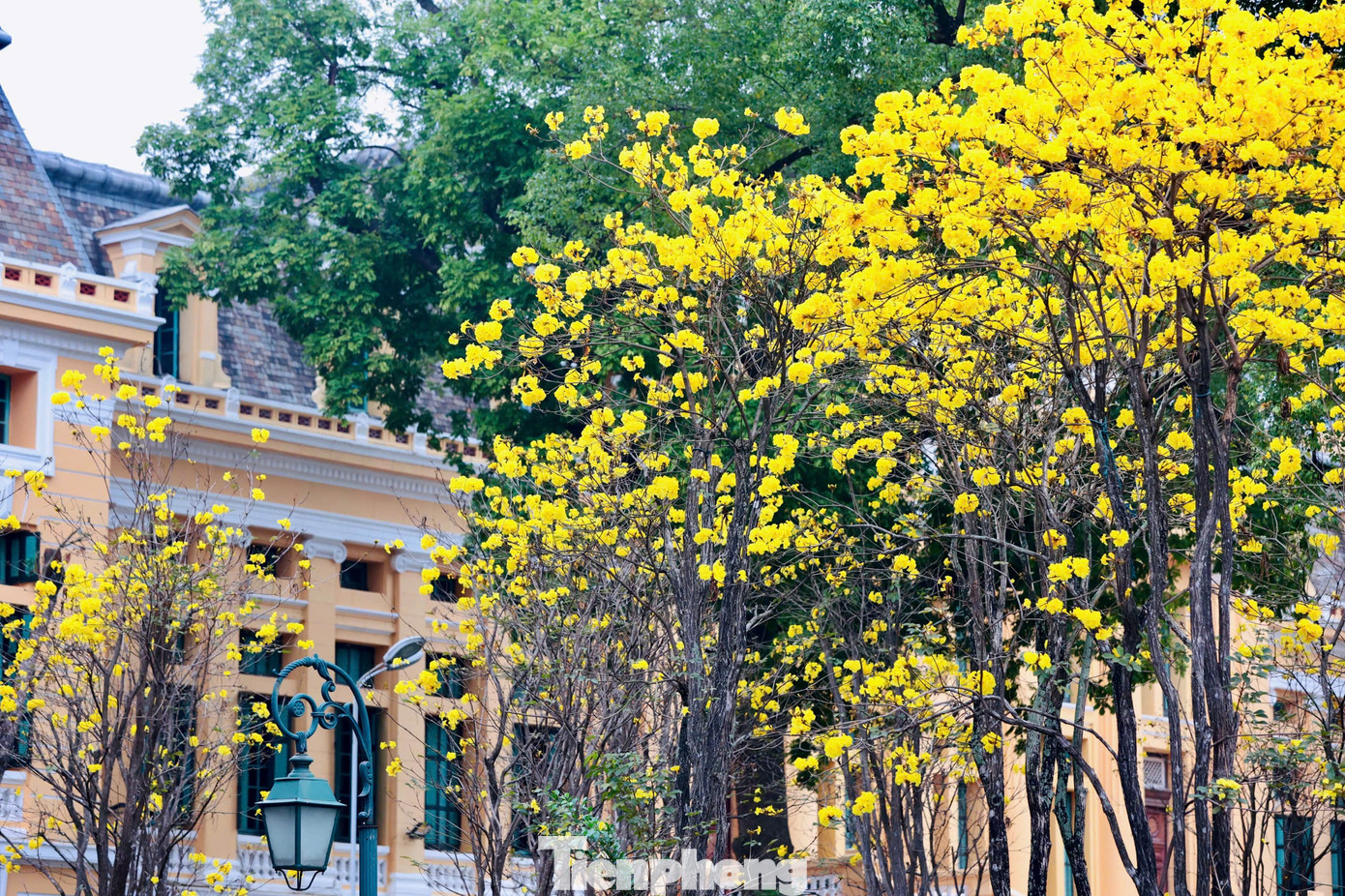 H&agrave; Nội xao xuyến m&ugrave;a hoa ban t&iacute;m, phong linh nhuộm v&agrave;ng g&oacute;c phố- Ảnh 13.