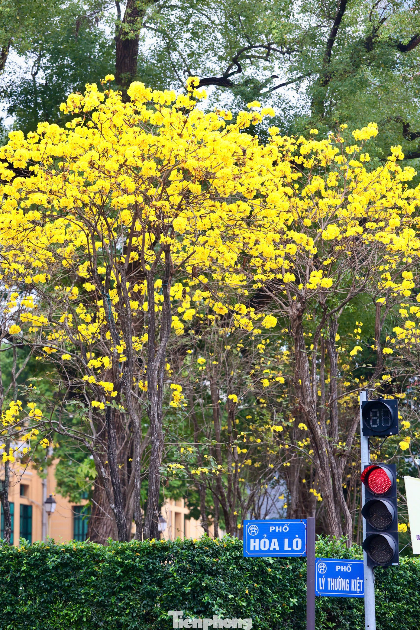 H&agrave; Nội xao xuyến m&ugrave;a hoa ban t&iacute;m, phong linh nhuộm v&agrave;ng g&oacute;c phố- Ảnh 12.