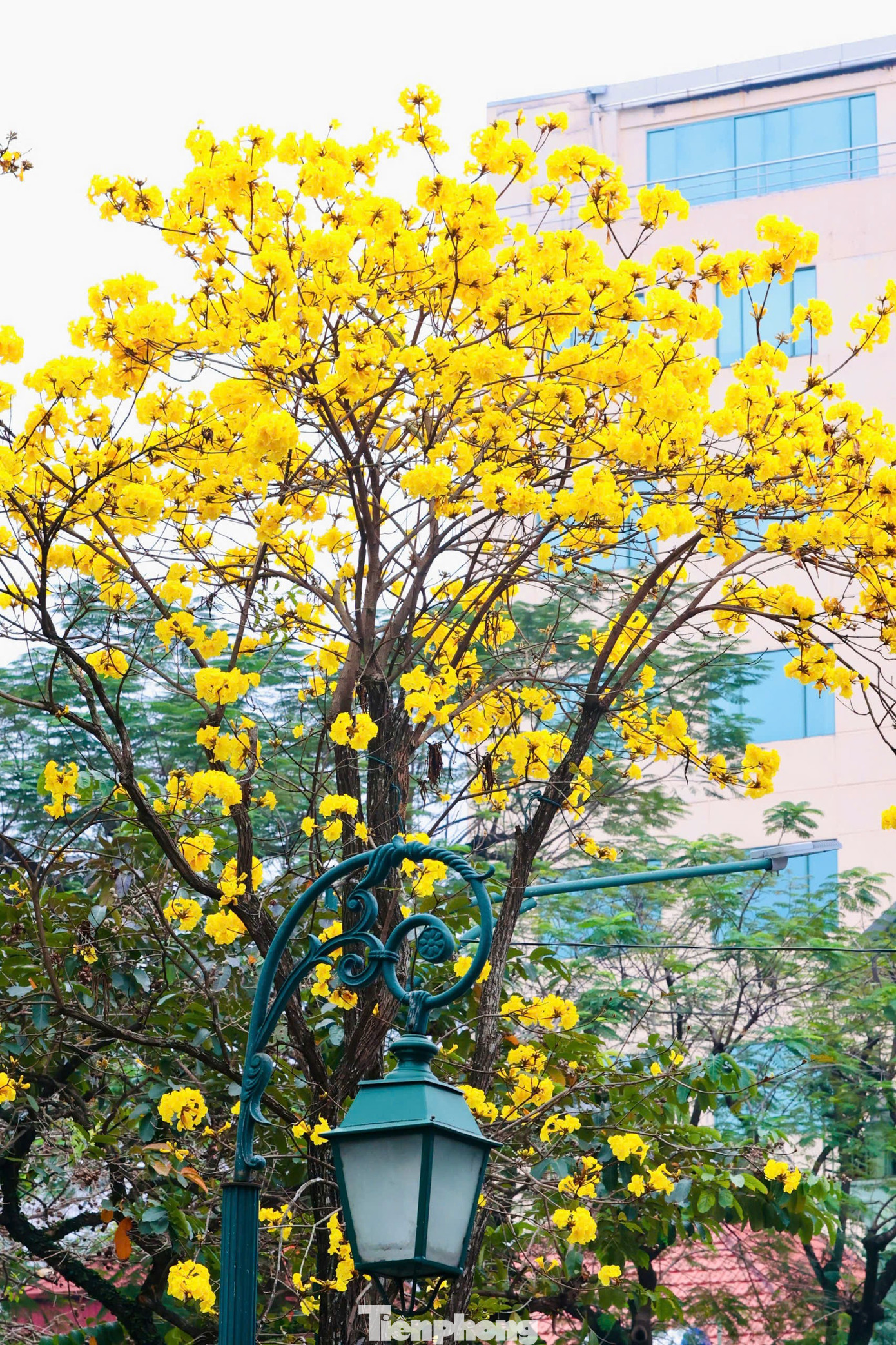 H&agrave; Nội xao xuyến m&ugrave;a hoa ban t&iacute;m, phong linh nhuộm v&agrave;ng g&oacute;c phố- Ảnh 11.