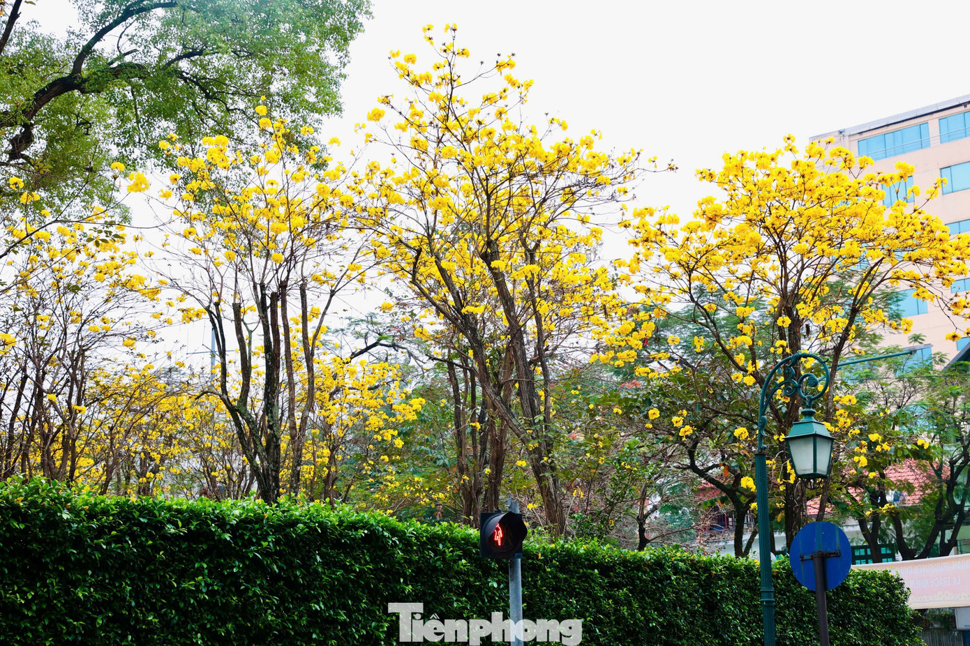 H&agrave; Nội xao xuyến m&ugrave;a hoa ban t&iacute;m, phong linh nhuộm v&agrave;ng g&oacute;c phố- Ảnh 9.