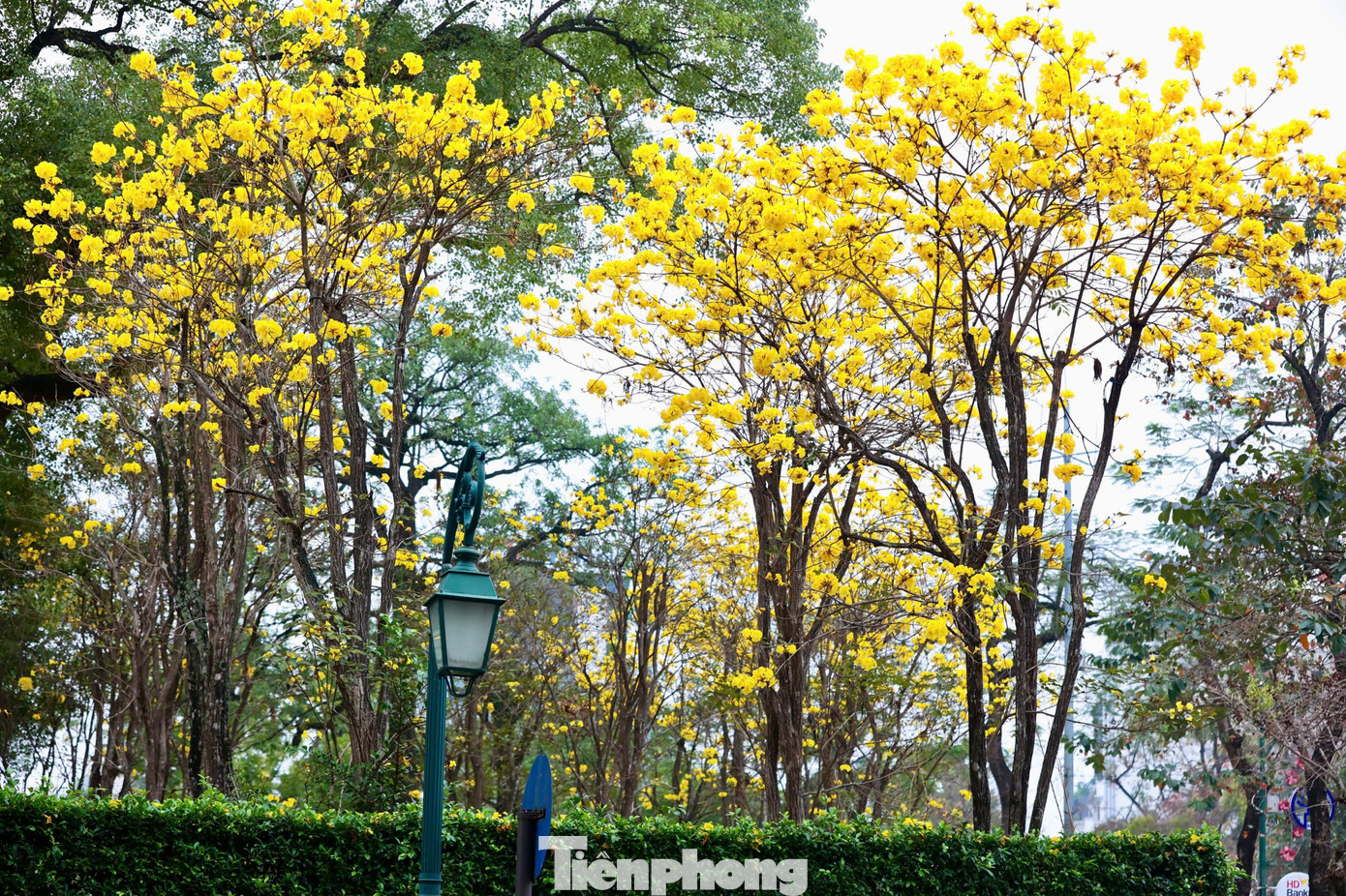 H&agrave; Nội xao xuyến m&ugrave;a hoa ban t&iacute;m, phong linh nhuộm v&agrave;ng g&oacute;c phố- Ảnh 16.