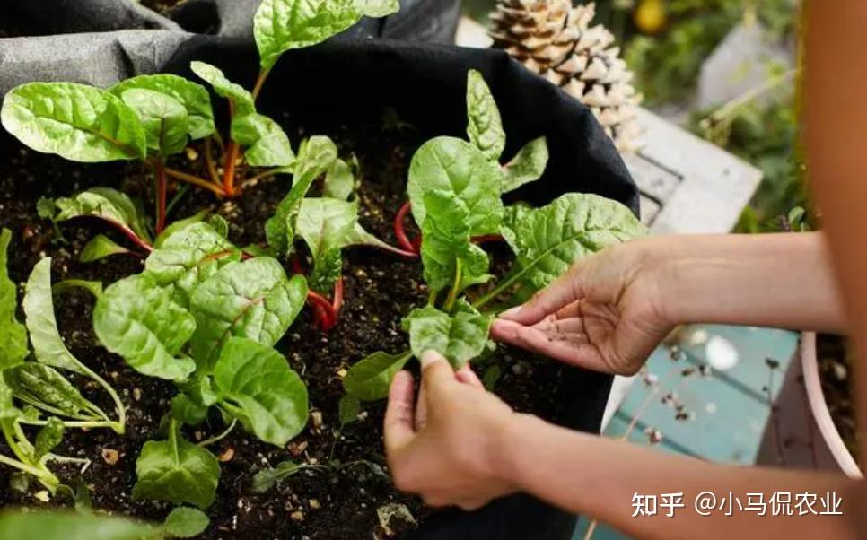 S&acirc;n 60m&sup2; giữa phố trồng h&agrave;ng trăm loại rau: Cuộc sống hưu tr&iacute; khiến nhiều người ước ao v&igrave; mỗi ng&agrave;y ăn một loại rau kh&aacute;c nhau- Ảnh 4.