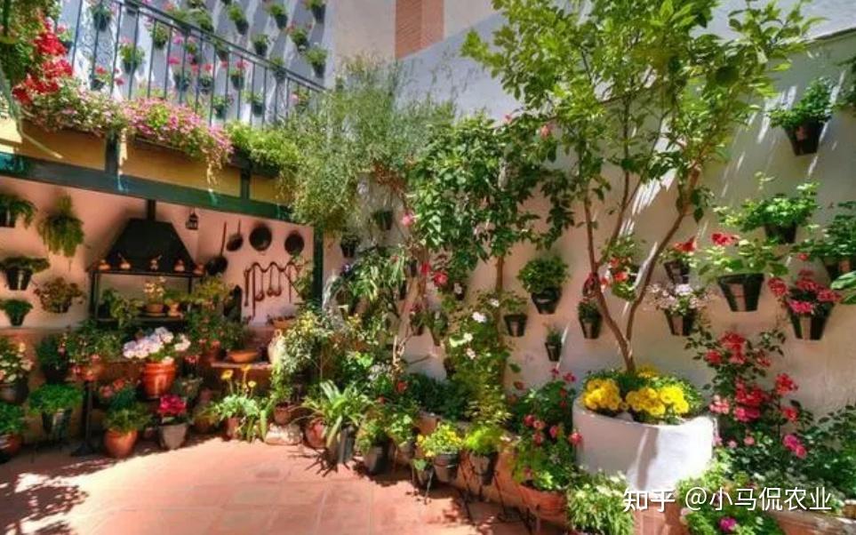 S&acirc;n 60m&sup2; giữa phố trồng h&agrave;ng trăm loại rau: Cuộc sống hưu tr&iacute; khiến nhiều người ước ao v&igrave; mỗi ng&agrave;y ăn một loại rau kh&aacute;c nhau- Ảnh 1.