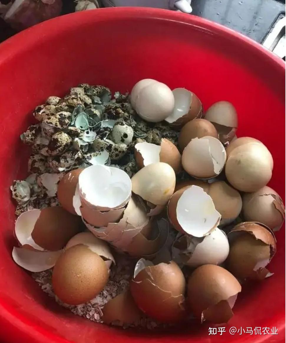 S&acirc;n 60m&sup2; giữa phố trồng h&agrave;ng trăm loại rau: Cuộc sống hưu tr&iacute; khiến nhiều người ước ao v&igrave; mỗi ng&agrave;y ăn một loại rau kh&aacute;c nhau- Ảnh 5.