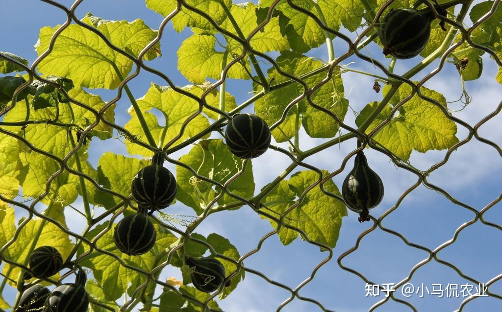 S&acirc;n 60m&sup2; giữa phố trồng h&agrave;ng trăm loại rau: Cuộc sống hưu tr&iacute; khiến nhiều người ước ao v&igrave; mỗi ng&agrave;y ăn một loại rau kh&aacute;c nhau- Ảnh 2.