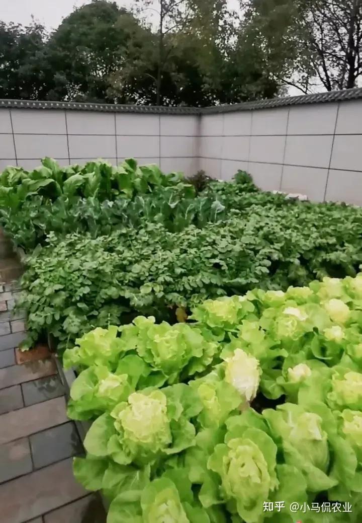 S&acirc;n 60m&sup2; giữa phố trồng h&agrave;ng trăm loại rau: Cuộc sống hưu tr&iacute; khiến nhiều người ước ao v&igrave; mỗi ng&agrave;y ăn một loại rau kh&aacute;c nhau- Ảnh 3.