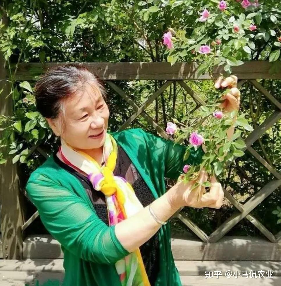 S&acirc;n 60m&sup2; giữa phố trồng h&agrave;ng trăm loại rau: Cuộc sống hưu tr&iacute; khiến nhiều người ước ao v&igrave; mỗi ng&agrave;y ăn một loại rau kh&aacute;c nhau- Ảnh 8.