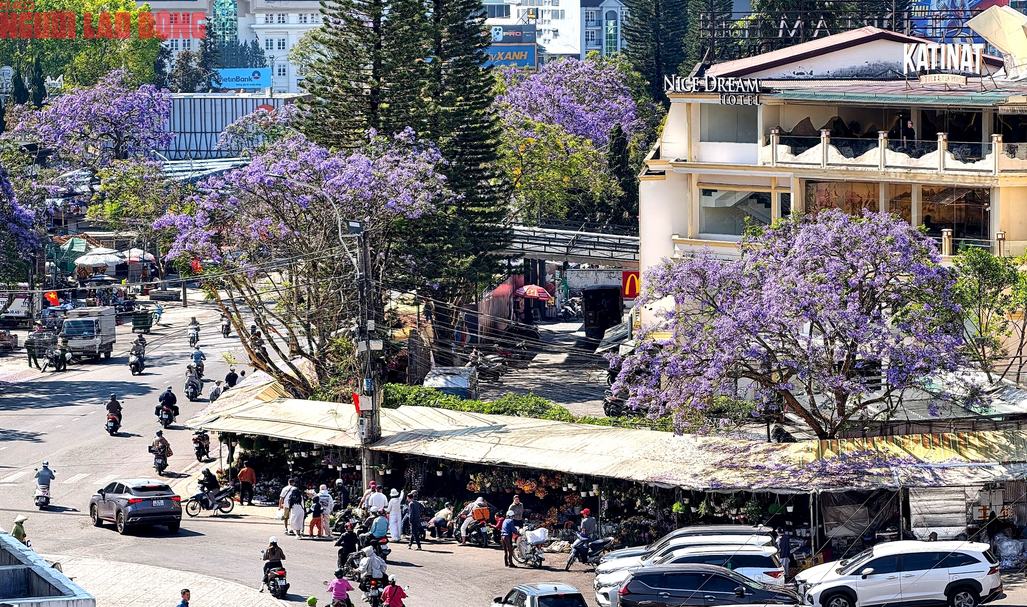 CLIP: Phượng t&iacute;m v&agrave;o m&ugrave;a, Đ&agrave; Lạt mộng mơ- Ảnh 1.