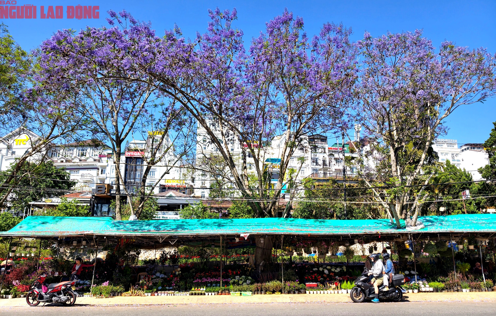 CLIP: Phượng t&iacute;m v&agrave;o m&ugrave;a, Đ&agrave; Lạt mộng mơ- Ảnh 2.