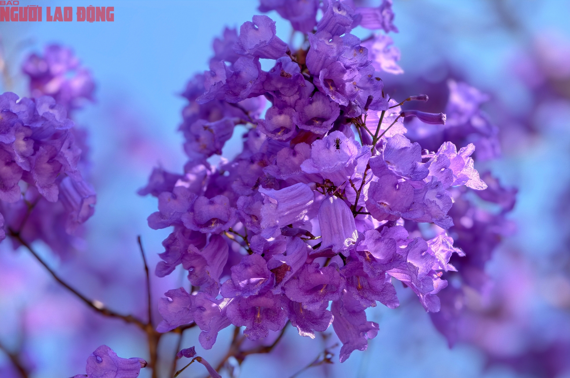 CLIP: Phượng t&iacute;m v&agrave;o m&ugrave;a, Đ&agrave; Lạt mộng mơ- Ảnh 3.