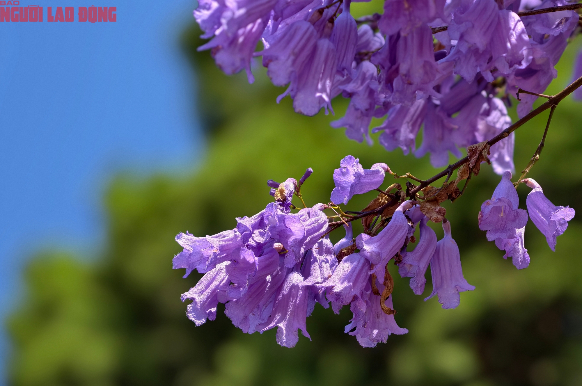 CLIP: Phượng t&iacute;m v&agrave;o m&ugrave;a, Đ&agrave; Lạt mộng mơ- Ảnh 4.