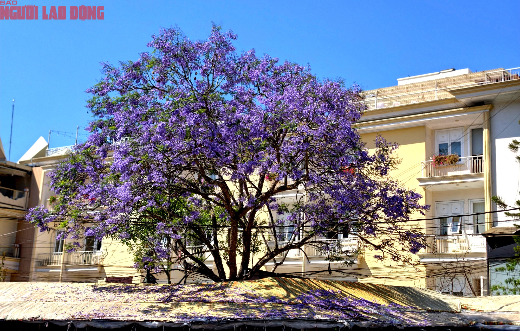 CLIP: Phượng t&iacute;m v&agrave;o m&ugrave;a, Đ&agrave; Lạt mộng mơ- Ảnh 5.