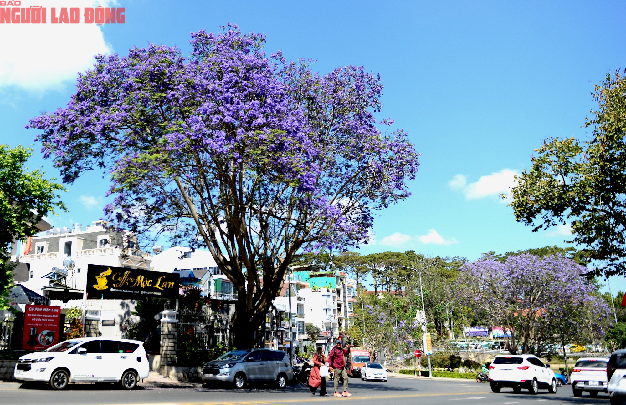 CLIP: Phượng t&iacute;m v&agrave;o m&ugrave;a, Đ&agrave; Lạt mộng mơ- Ảnh 6.