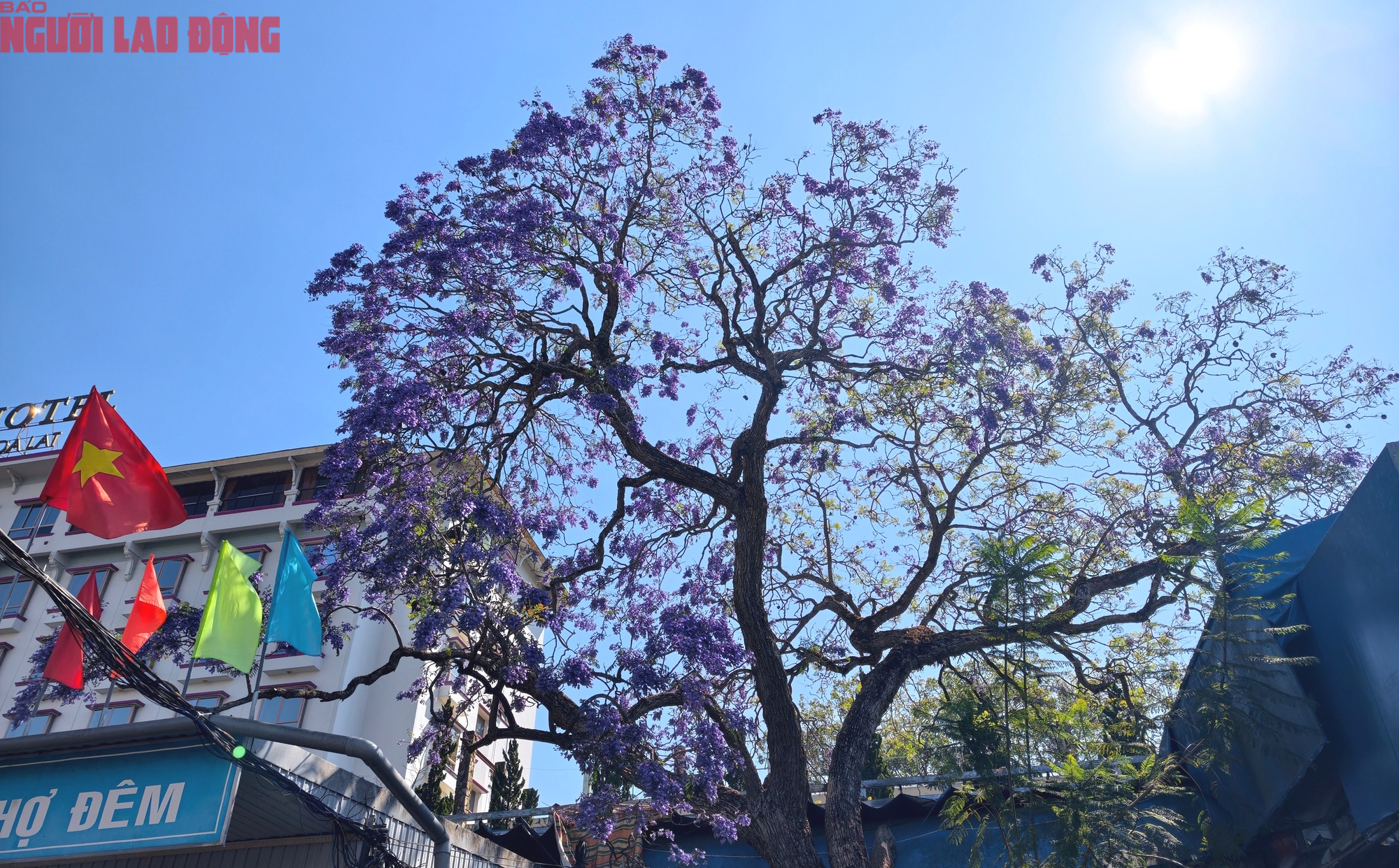 CLIP: Phượng t&iacute;m v&agrave;o m&ugrave;a, Đ&agrave; Lạt mộng mơ- Ảnh 7.