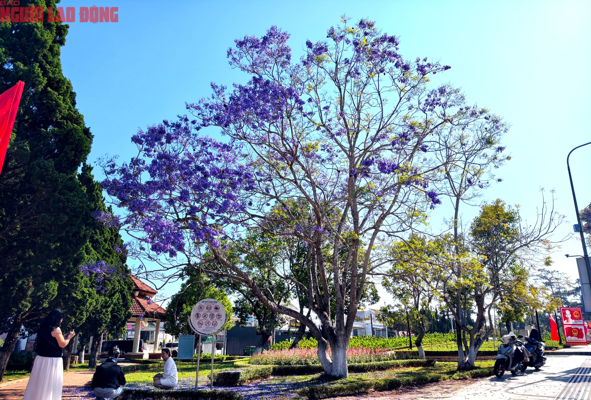 CLIP: Phượng t&iacute;m v&agrave;o m&ugrave;a, Đ&agrave; Lạt mộng mơ- Ảnh 8.