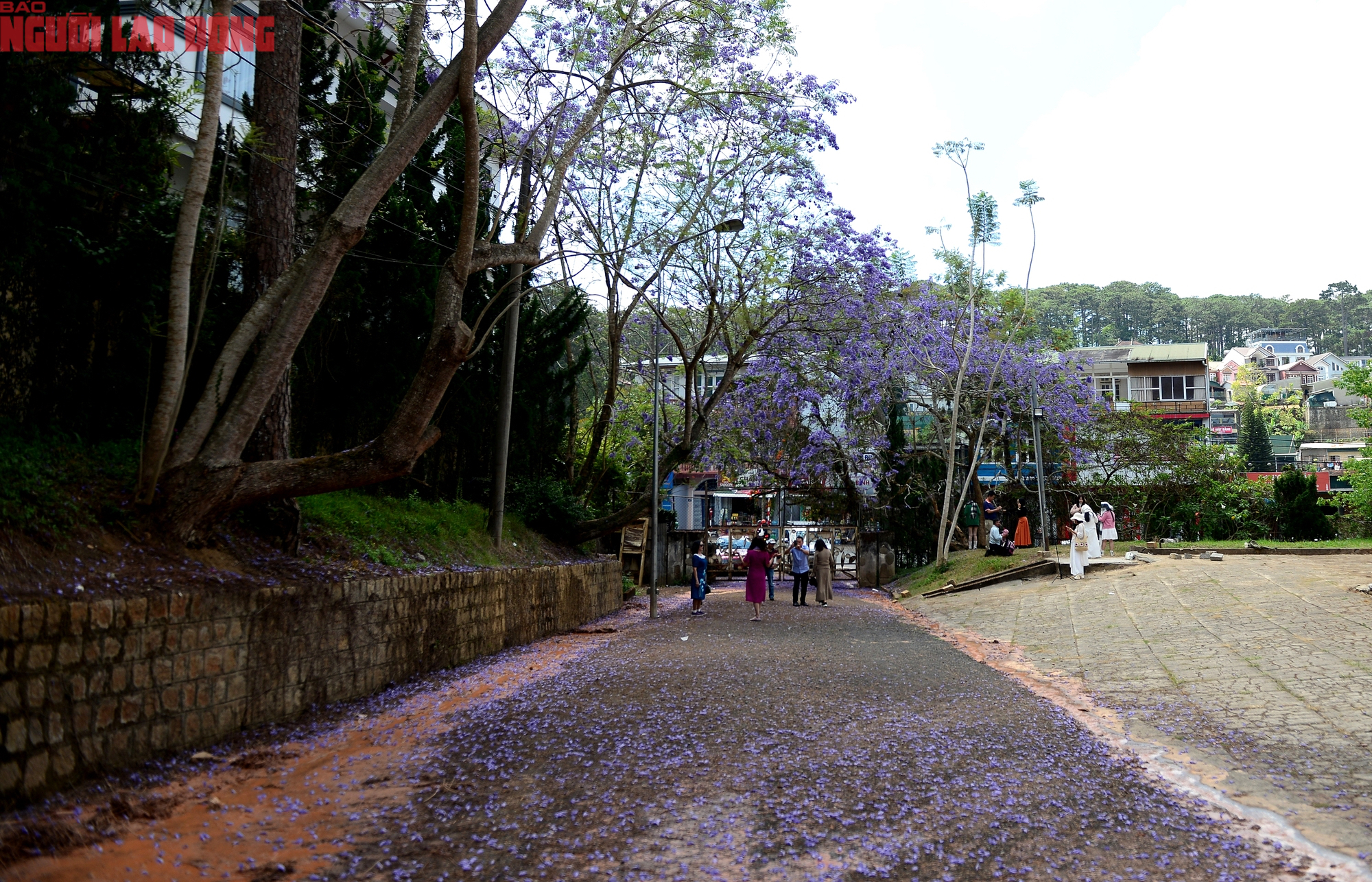 CLIP: Phượng t&iacute;m v&agrave;o m&ugrave;a, Đ&agrave; Lạt mộng mơ- Ảnh 9.