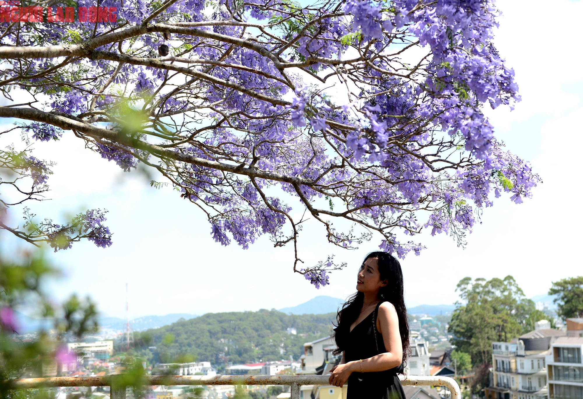 CLIP: Phượng t&iacute;m v&agrave;o m&ugrave;a, Đ&agrave; Lạt mộng mơ- Ảnh 11.