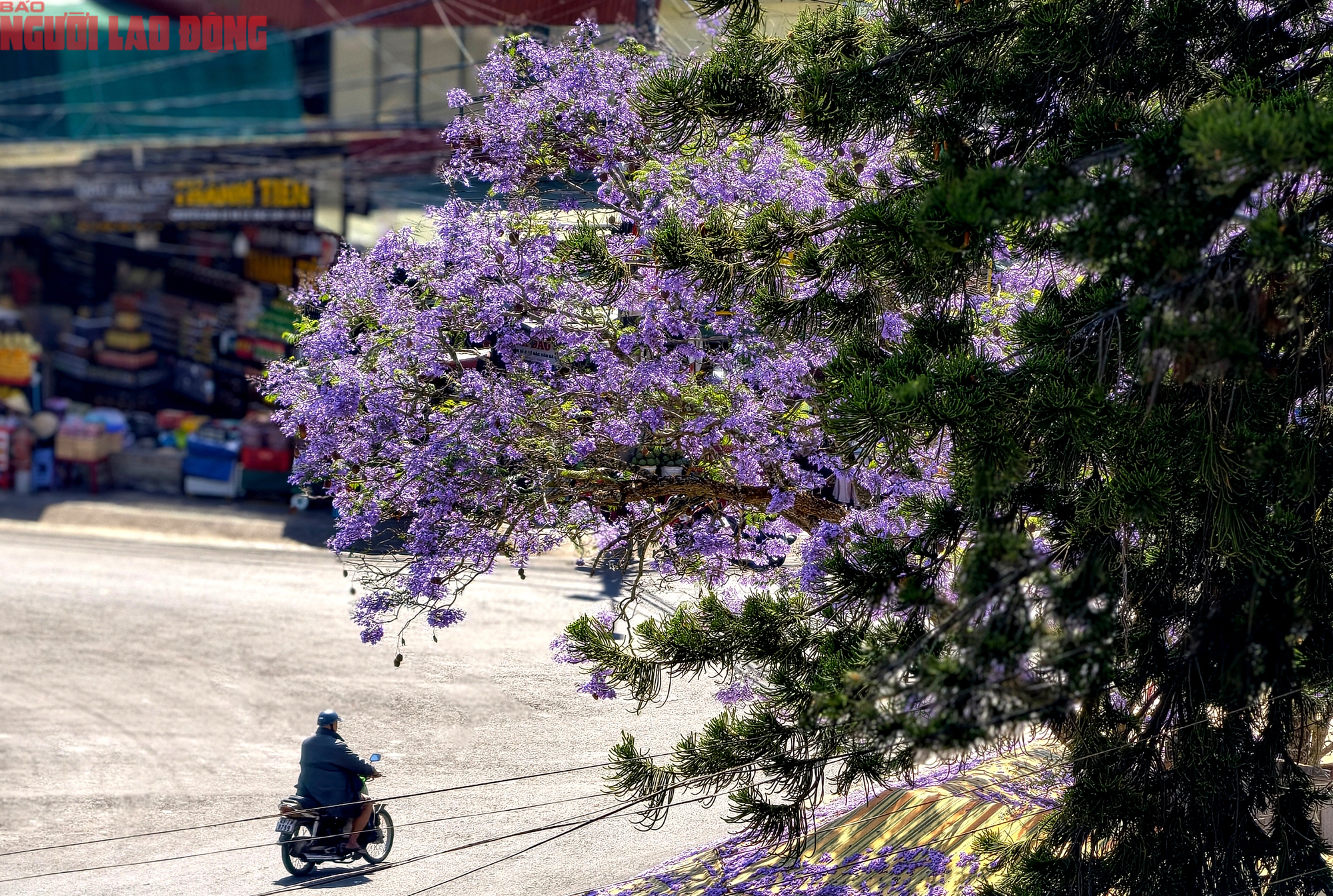 CLIP: Phượng t&iacute;m v&agrave;o m&ugrave;a, Đ&agrave; Lạt mộng mơ- Ảnh 13.