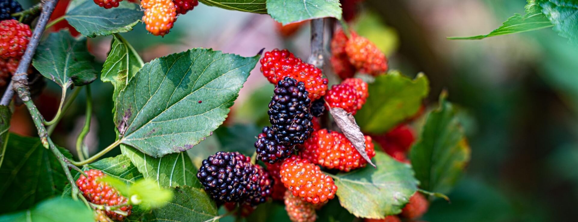 3 loại c&acirc;y người tr&ecirc;n 40 tuổi kh&ocirc;ng n&ecirc;n trồng- Ảnh 2.