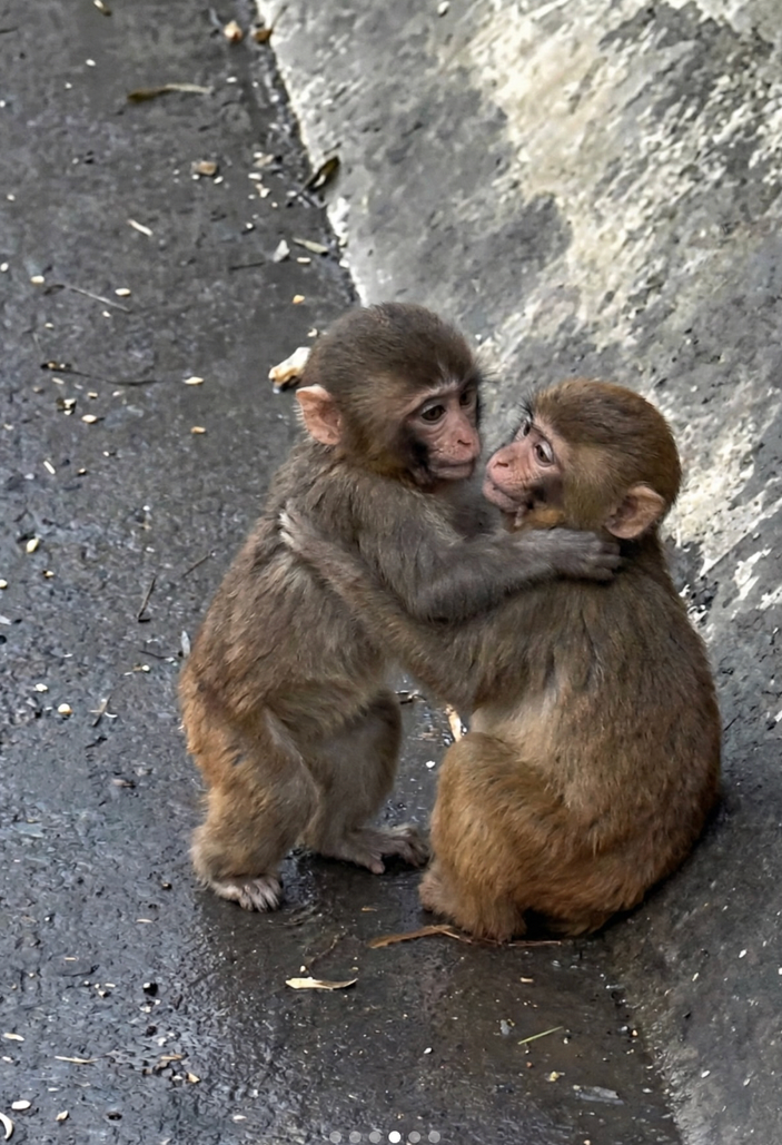Đừng bao giờ tuyệt vọng: "Ch&uacute; khỉ c&ocirc; độc nhất thế giới" Punch vừa c&oacute; bạn g&aacute;i!- Ảnh 2.