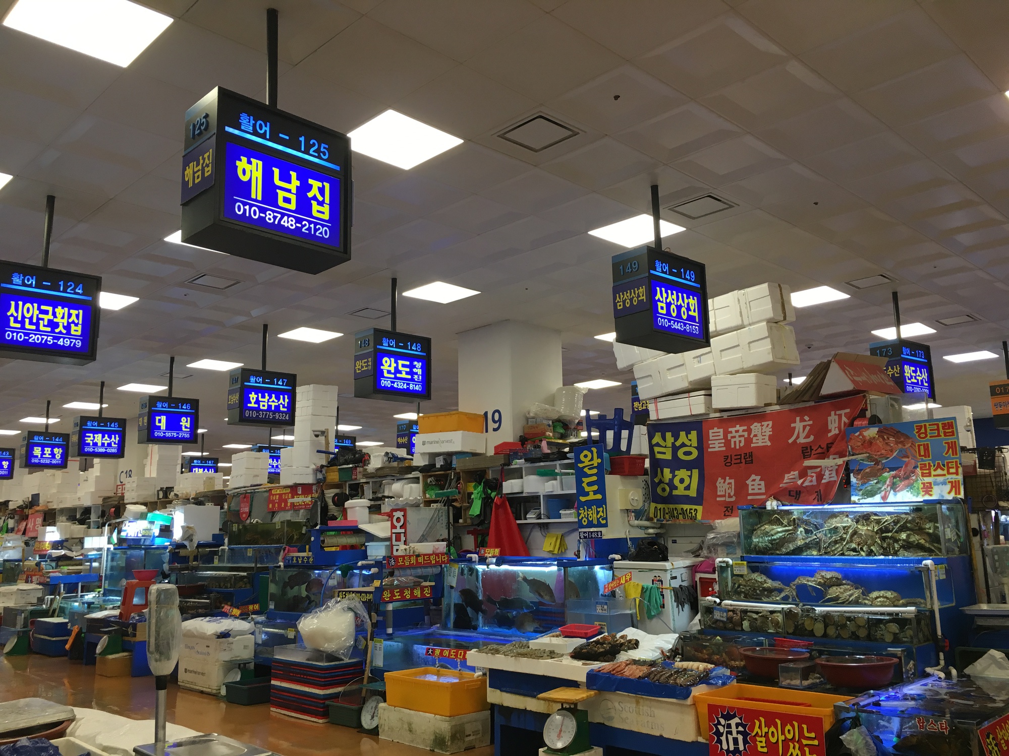 Cố chấp ăn đặc sản giun sống ở H&agrave;n Quốc, kh&aacute;ch Việt r&ugrave;ng m&igrave;nh d&ugrave; chỉ mới ăn 1 miếng- Ảnh 2.