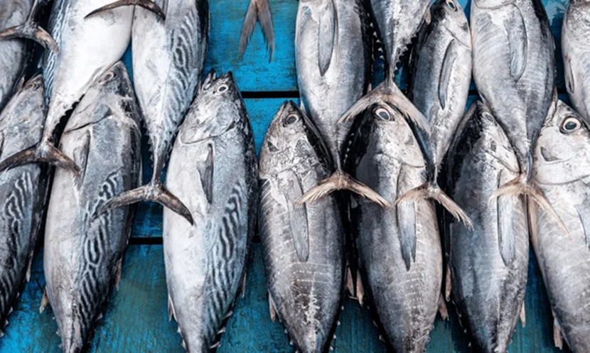 Loại c&aacute; người Việt thường xuy&ecirc;n ăn được v&iacute; như "v&agrave;ng mềm của biển cả", gi&agrave;u omega-3 gi&uacute;p bồi bổ tim mạch, tốt cho n&atilde;o bộ v&agrave; cơ bắp- Ảnh 2.