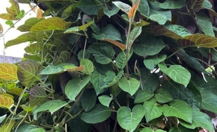 Loại l&aacute; mọc dại khắp nơi, được xem l&agrave; &lsquo;bảo bối&rsquo; cho hệ ti&ecirc;u h&oacute;a- Ảnh 1.