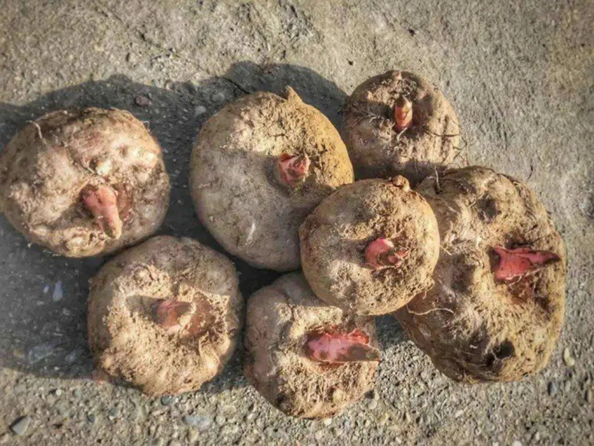 Loại củ dại &ldquo;độc to&agrave;n th&acirc;n&rdquo;, người Việt kh&ocirc;ng ai ng&oacute; trời T&acirc;y b&aacute;n "h&aacute;i ra tiền"- Ảnh 1.