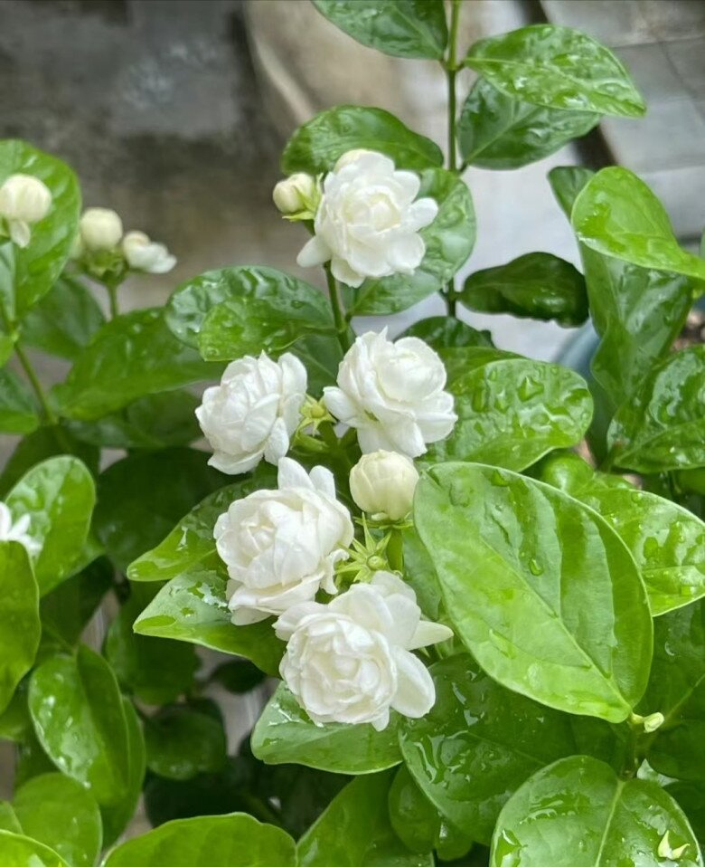 Top 10 lo&agrave;i hoa thơm bậc nhất thế giới, số 1 được trồng khắp Việt Nam- Ảnh 1.