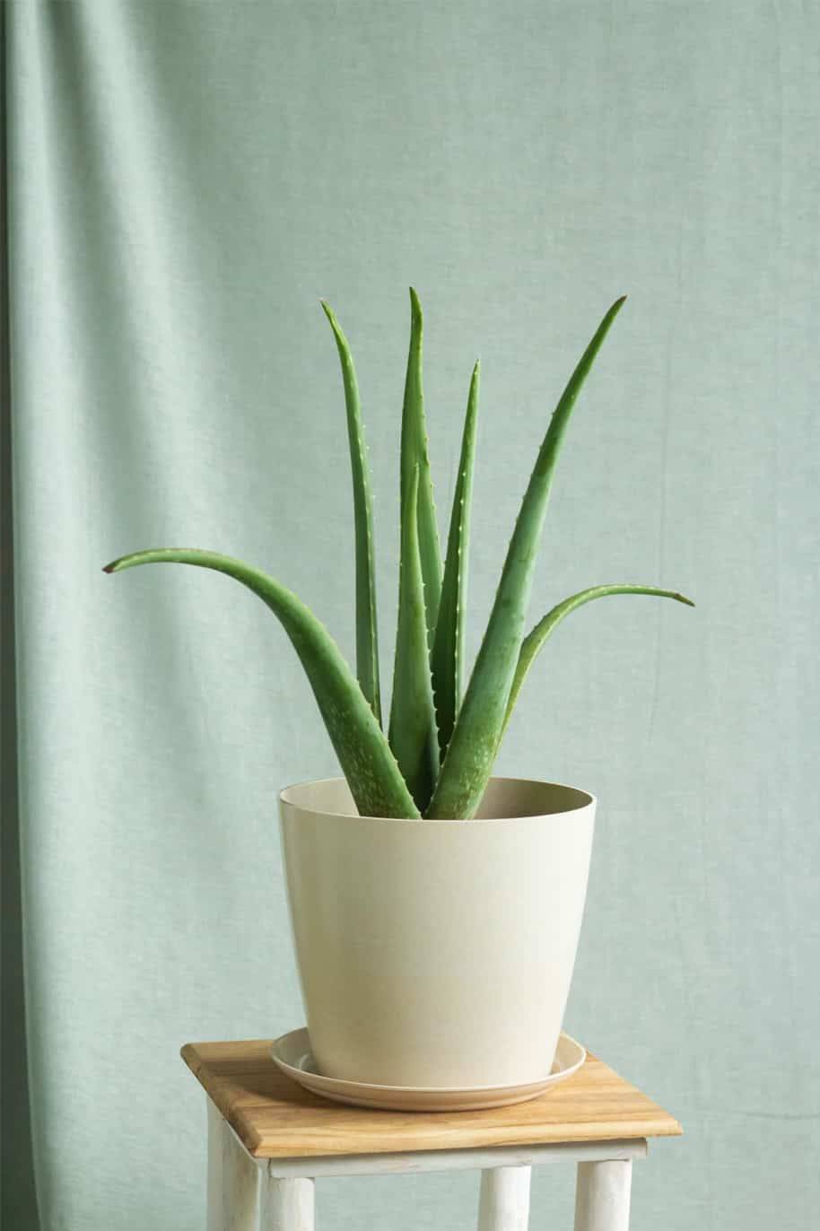 3 loại c&acirc;y đặc biệt hợp với gia đ&igrave;nh nhỏ: Biết trồng th&igrave; cả nh&agrave; đều vui- Ảnh 3.