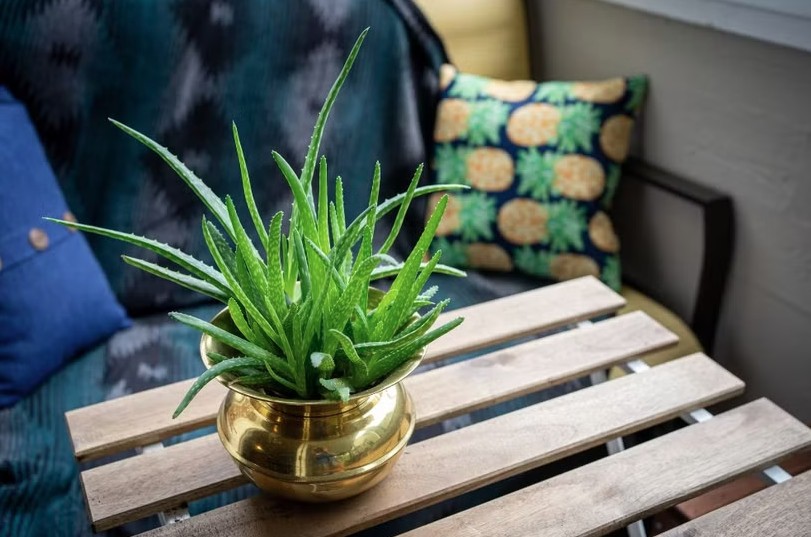 3 loại c&acirc;y đặc biệt hợp với tuổi 30+: Biết trồng th&igrave; khỏe l&ecirc;n thấy r&otilde;- Ảnh 2.