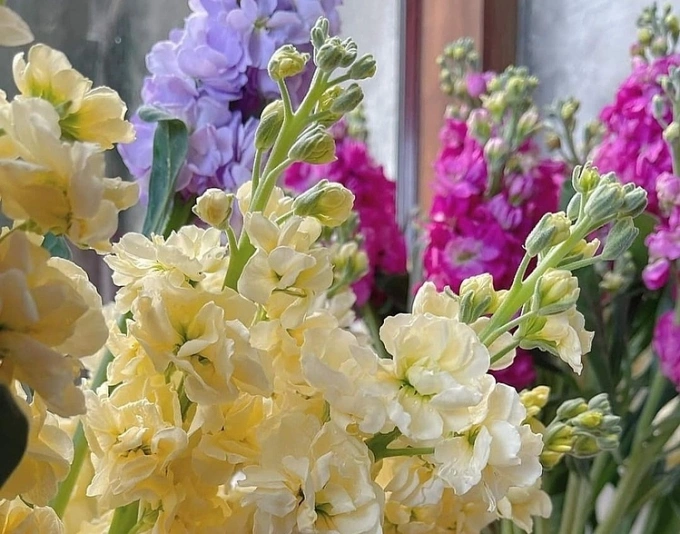 &Ocirc;ng b&agrave; dặn kỹ: 7 loại c&acirc;y tuyệt đối đừng trồng trong nh&agrave;, đẹp mấy cũng xui rủi, cả nh&agrave; kh&oacute; an y&ecirc;n- Ảnh 1.