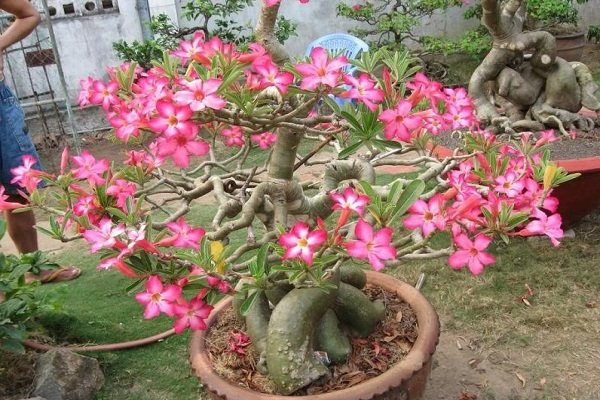 &Ocirc;ng b&agrave; dặn kỹ: 7 loại c&acirc;y tuyệt đối đừng trồng trong nh&agrave;, đẹp mấy cũng xui rủi, cả nh&agrave; kh&oacute; an y&ecirc;n- Ảnh 3.