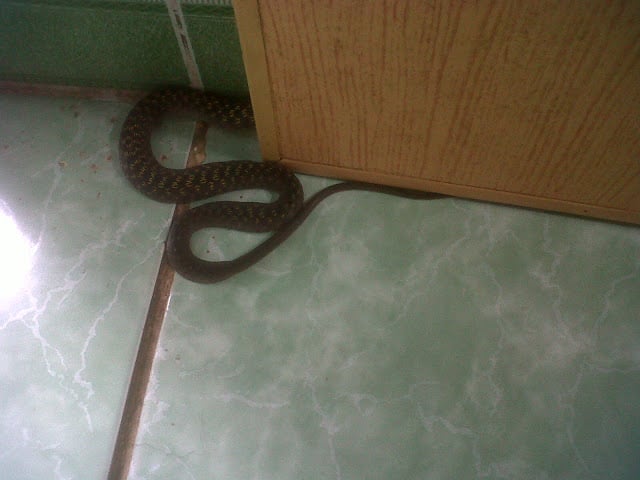 5 dấu hiệu cảnh b&aacute;o rắn xuất hiện trong nh&agrave;, chớ vội m&agrave; bỏ qua- Ảnh 2.