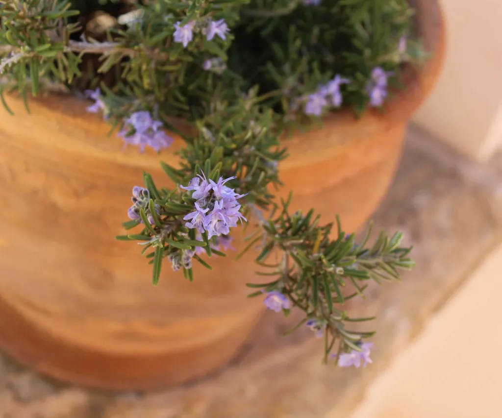 5 loại cây đuổi muỗi, nên trồng ngay trong nhà- Ảnh 1. 5 loại cây đuổi muỗi, nên trồng ngay trong nhà- Ảnh 1.