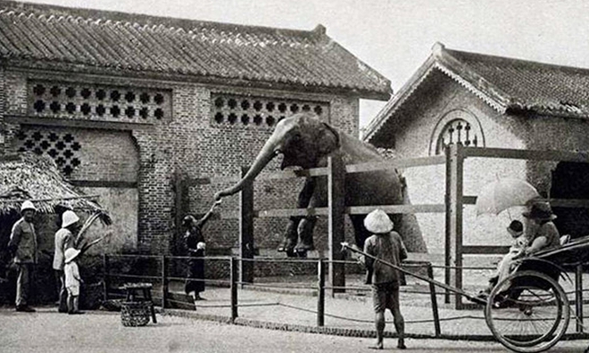 Sở th&uacute; l&acirc;u đời nhất Việt Nam bất ngờ &ldquo;hẹn&rdquo; kh&aacute;ch v&agrave;o 9h s&aacute;ng Chủ nhật tuần n&agrave;y- Ảnh 3.