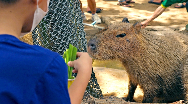 Sở th&uacute; l&acirc;u đời nhất Việt Nam bất ngờ &ldquo;hẹn&rdquo; kh&aacute;ch v&agrave;o 9h s&aacute;ng Chủ nhật tuần n&agrave;y- Ảnh 12.