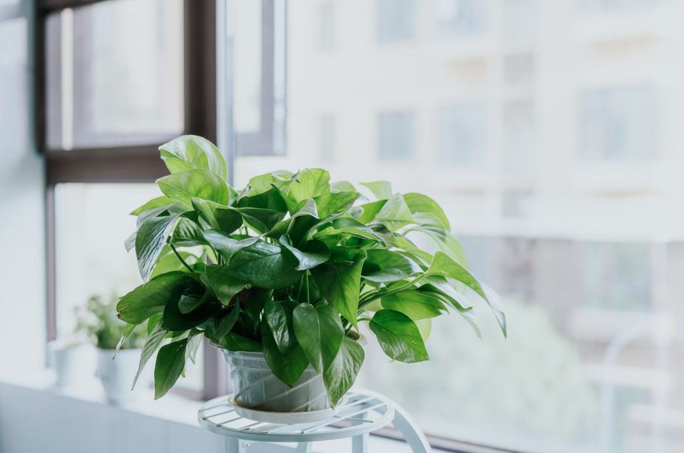 3 loại c&acirc;y đặc biệt hợp với tuổi 30+: Biết trồng th&igrave; khỏe l&ecirc;n thấy r&otilde;- Ảnh 3.