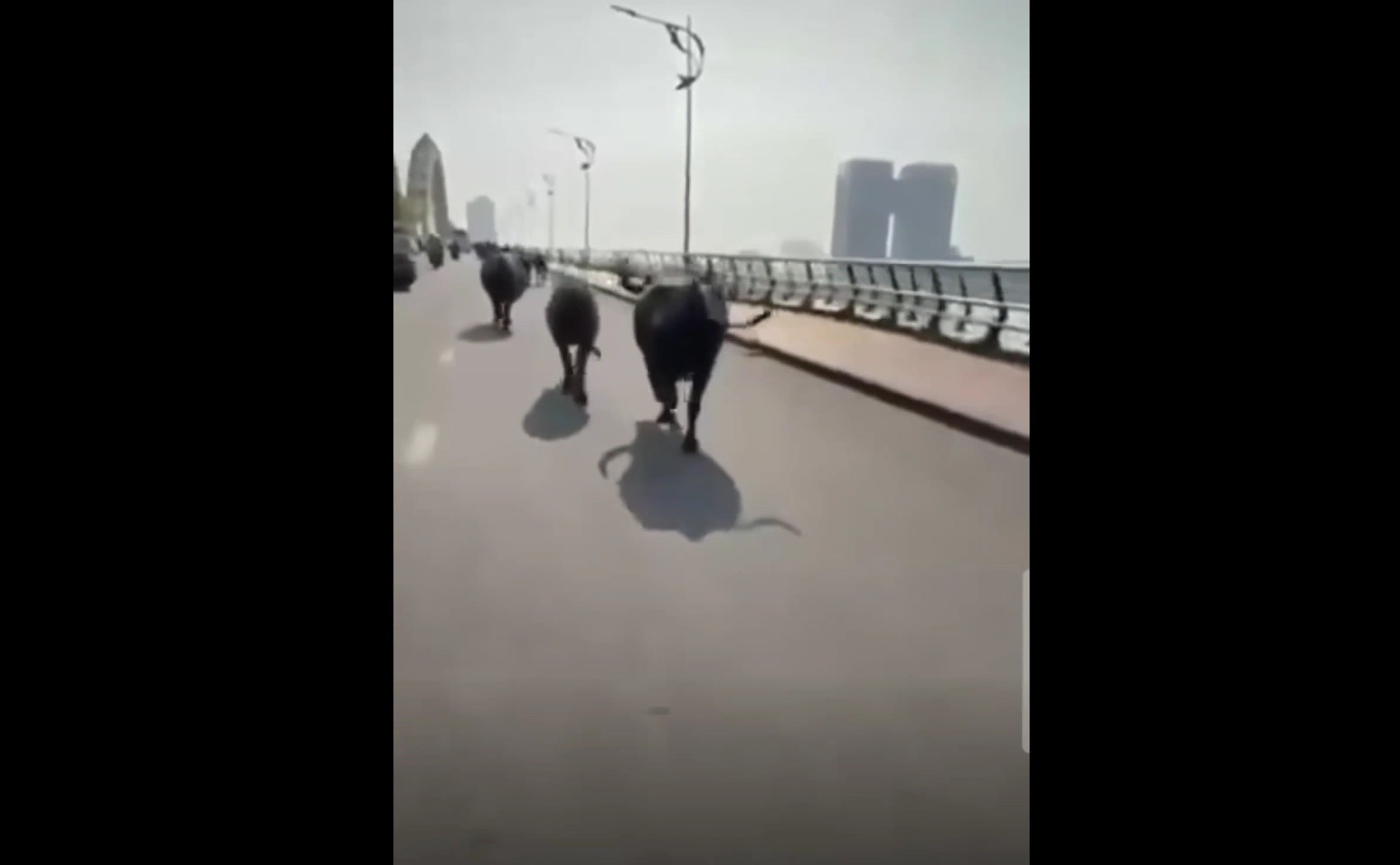 Đ&agrave; Nẵng: Đ&agrave;n tr&acirc;u &ldquo;tung ho&agrave;nh&rdquo; cầu Rồng, người đi đường th&oacute;t tim- Ảnh 1.