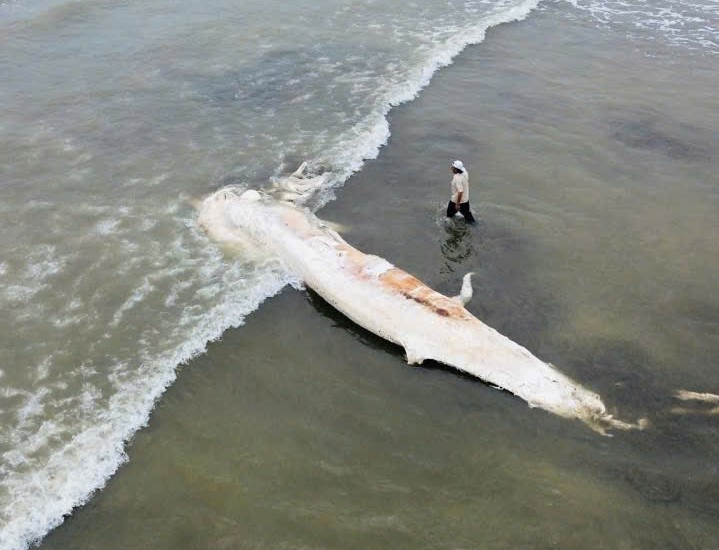 X&aacute;c c&aacute; voi d&agrave;i gần 10 m dạt v&agrave;o bờ biển- Ảnh 1.