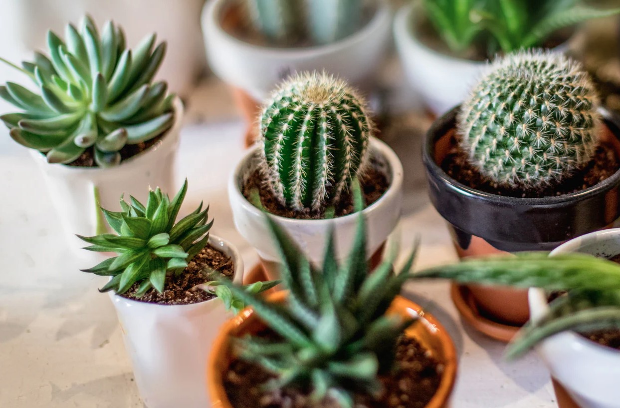 3 loại c&acirc;y người tr&ecirc;n 40 tuổi kh&ocirc;ng n&ecirc;n trồng- Ảnh 1.