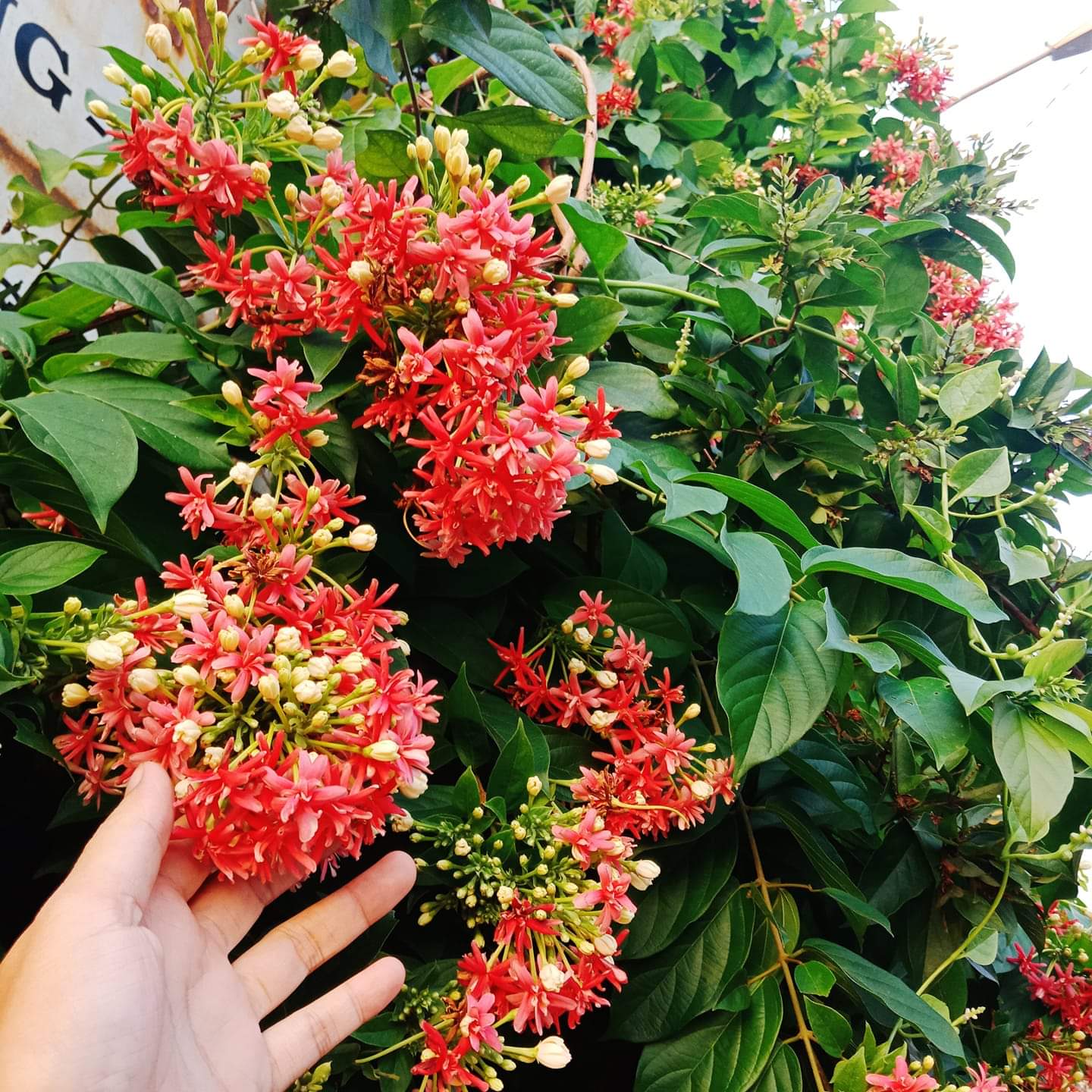 Top 10 lo&agrave;i hoa thơm bậc nhất thế giới, số 1 được trồng khắp Việt Nam- Ảnh 10.