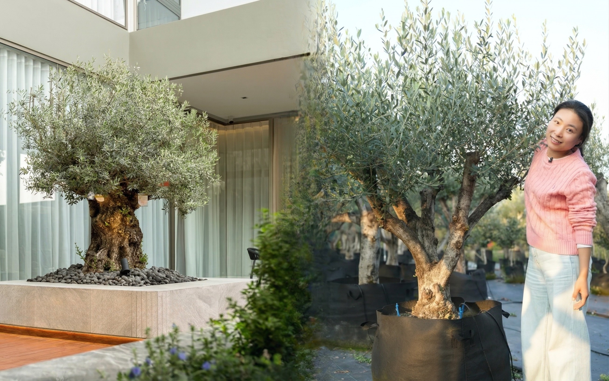 Giới nh&agrave; gi&agrave;u đang m&ecirc; mệt loại c&acirc;y n&agrave;y: Kh&ocirc;ng chỉ đẹp m&agrave; c&ograve;n h&uacute;t lộc, gi&aacute; nhỉnh... sương sương v&agrave;i tỷ đồng!- Ảnh 1.